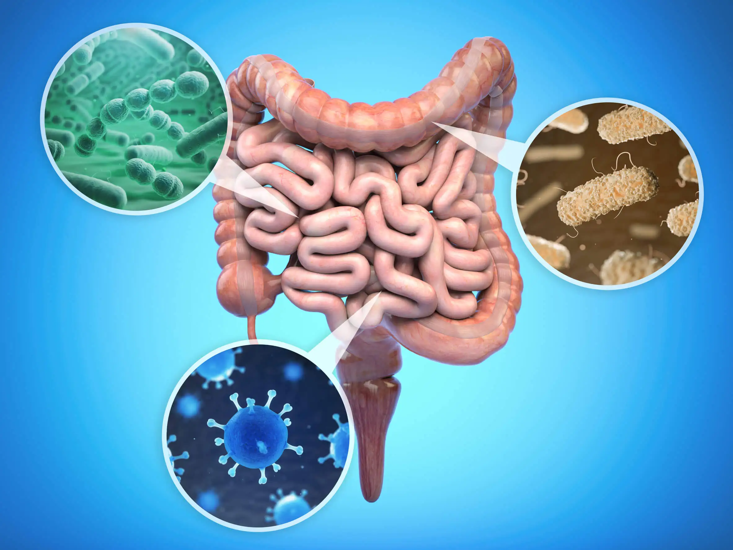 ¿Qué es la flora intestinal?
