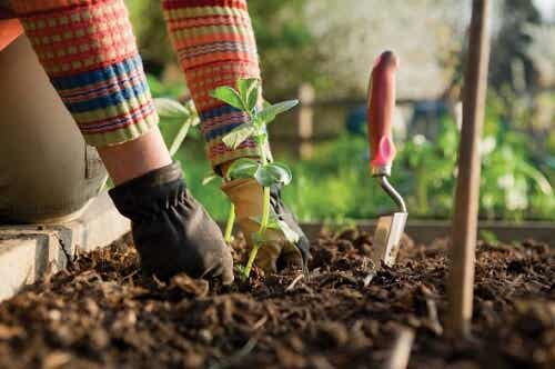 Cuidar el jardín es fundamental
