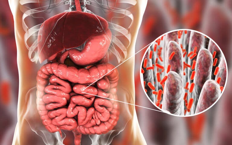 Cómo repoblar la flora intestinal naturalmente