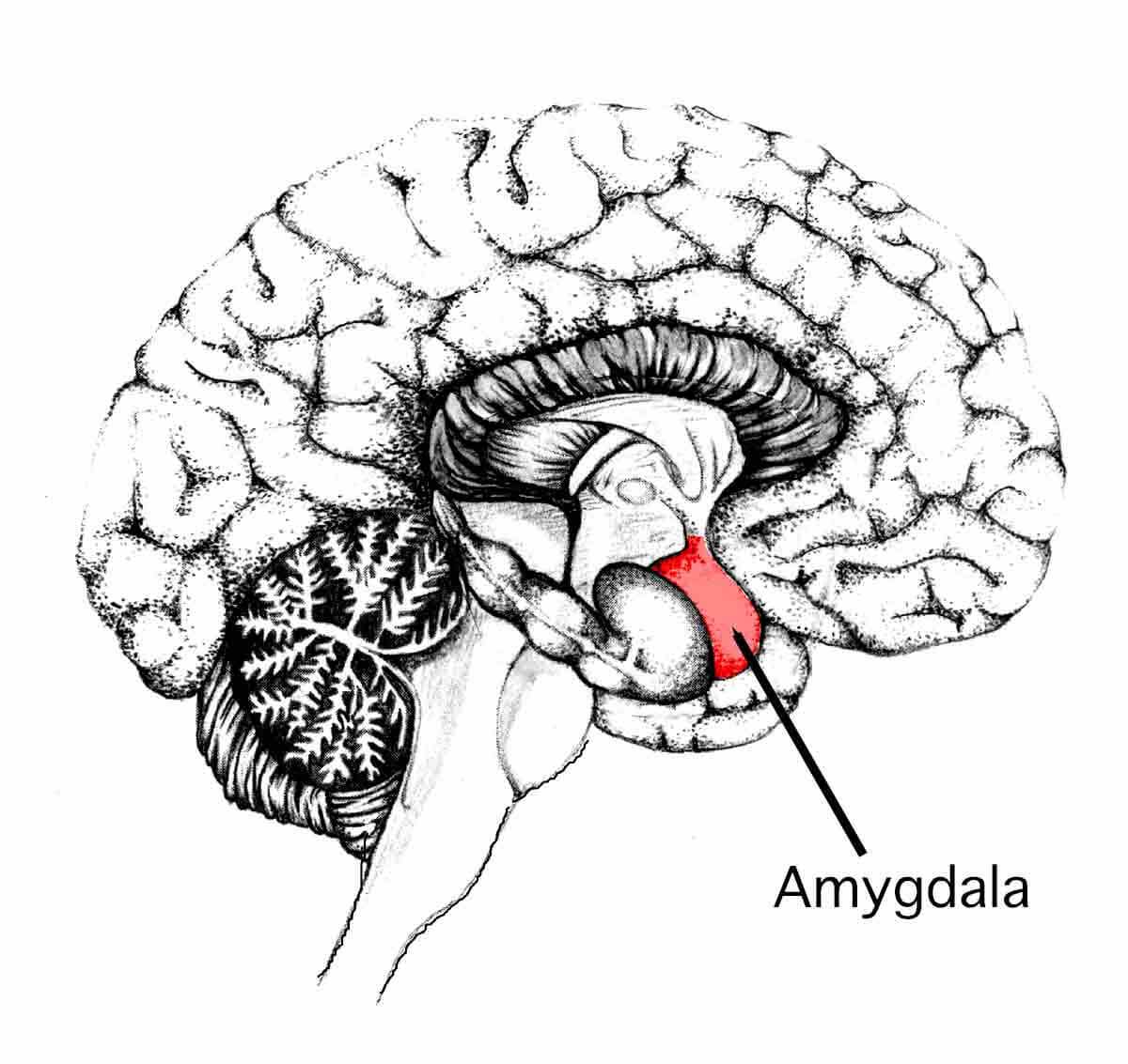 Amígdala en corte sagital