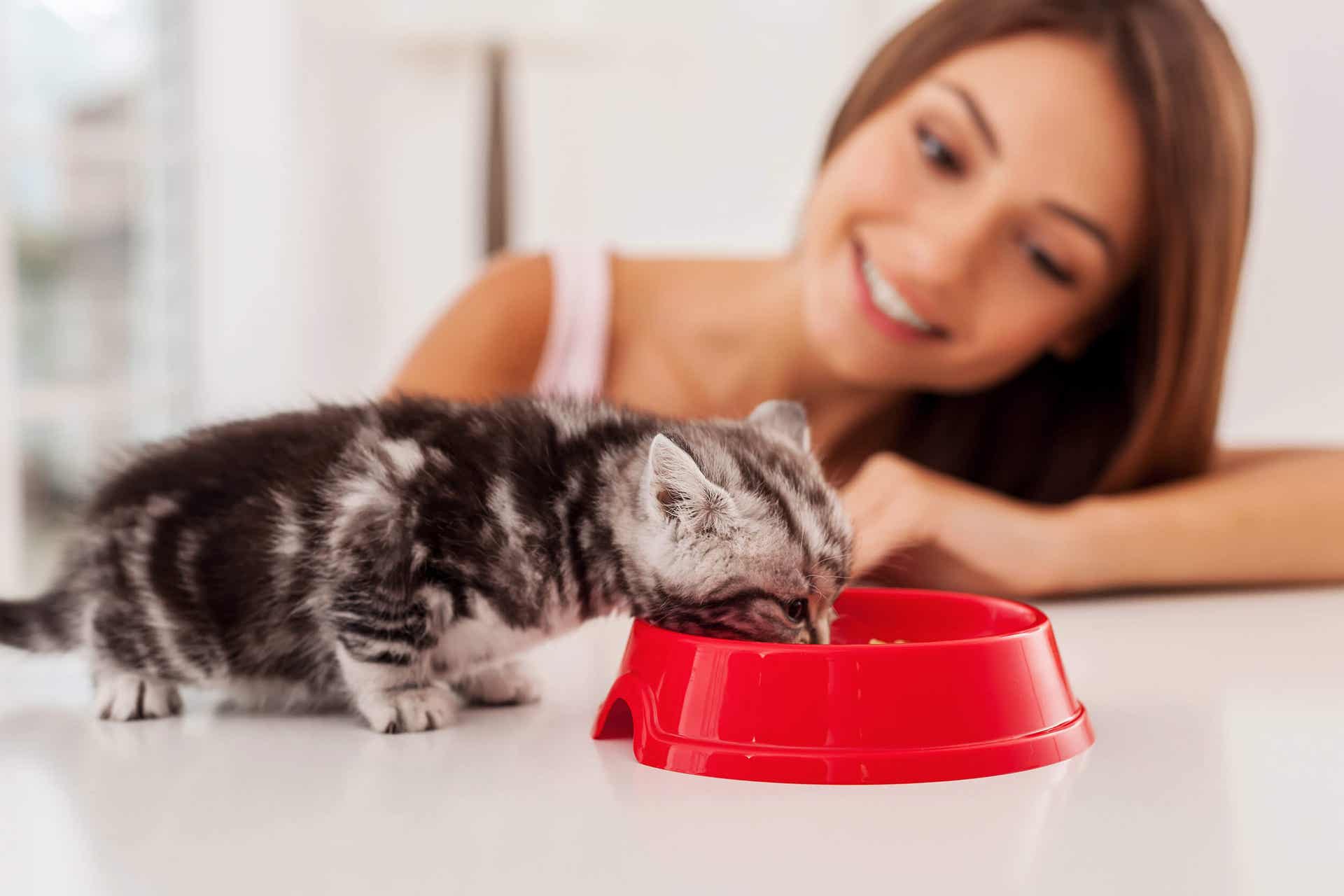 Mujer alimenta un gato en la gatoterapia.