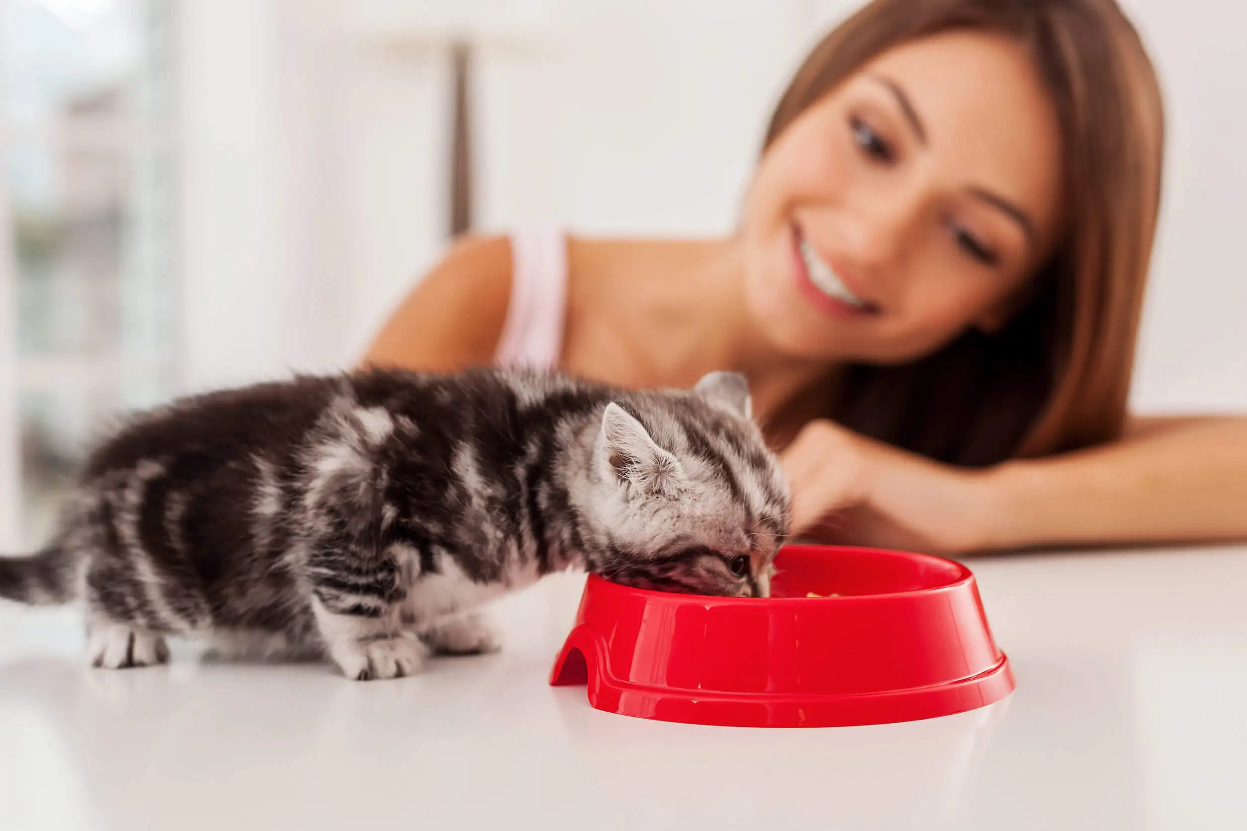 Les chats sont des prédateurs des sauterelles.