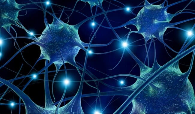 7 alimentos que favorecen la conectividad neuronal