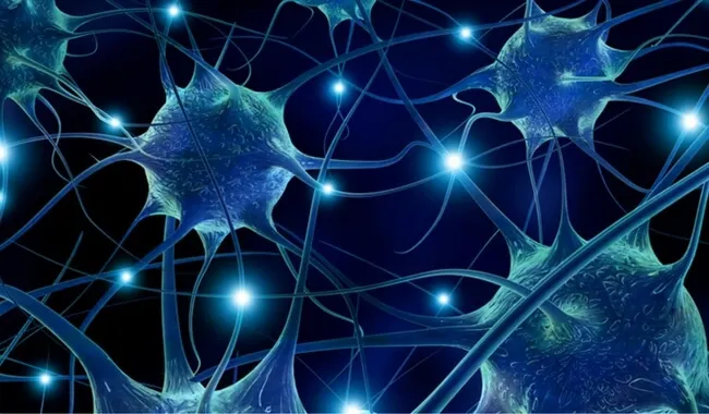 7 alimentos que favorecen la conectividad neuronal