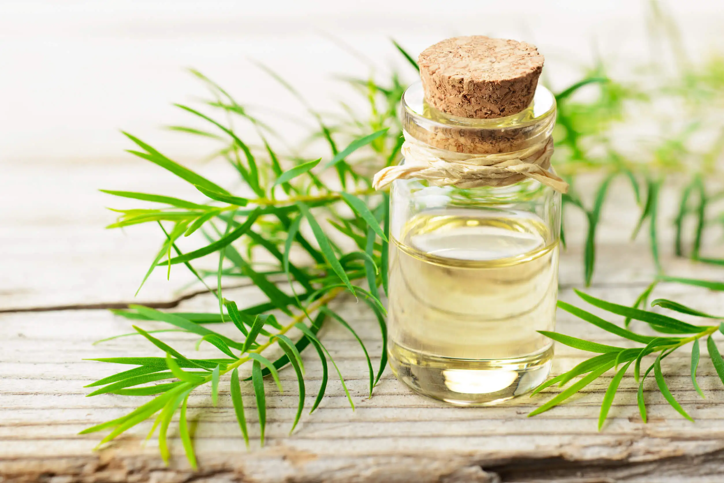Aceite de árbol de té para las trenzas africanas.