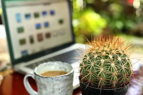 cactus