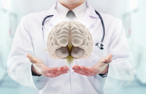 el tálamo del cerebro