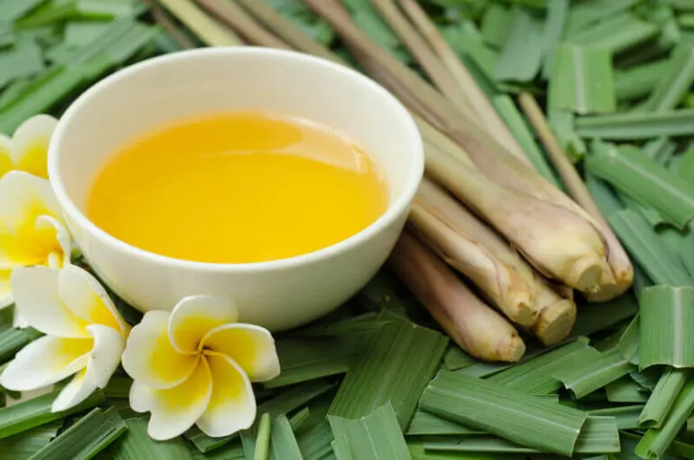 Aceite de citronela: un buen repelente para mosquitos, piojos y pulgas