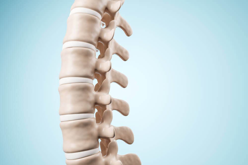 Columna vertebral humana.