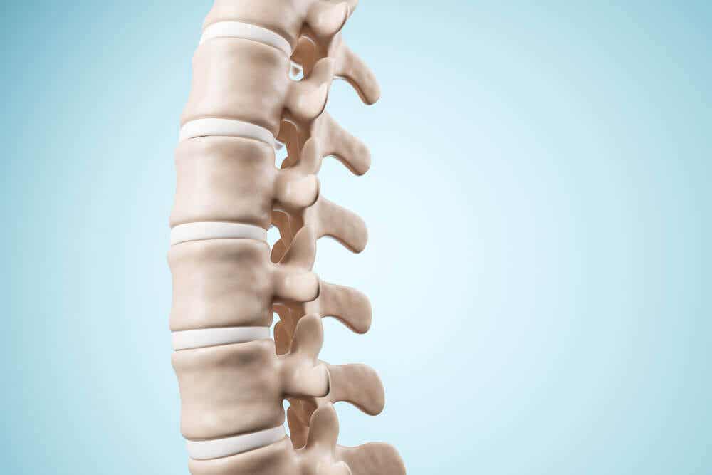 Columna vertebral humana.