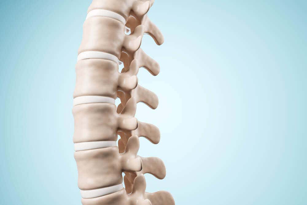 Columna vertebral humana.