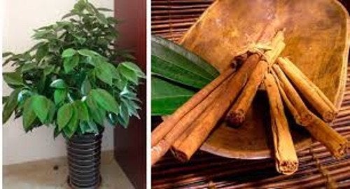 Aprende a cultivar canela en casa