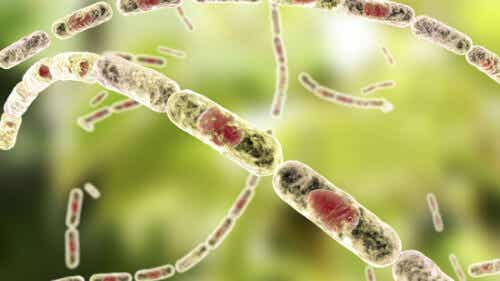 Un nuevo patógeno descubierto en África causa una enfermedad similar a la del ántrax
