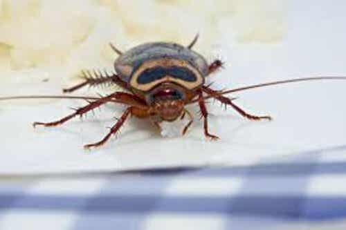 ¿Hay insectos en tu hogar? Descubre cómo ahuyentarlos