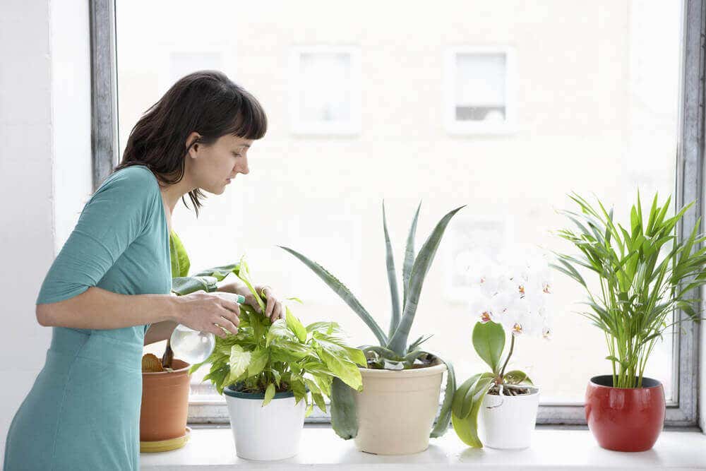 Kentia-Palme - Frau bei der Pflanzenpflege
