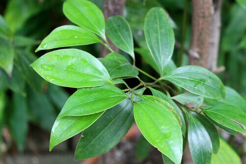 Planta de canela de cerca.