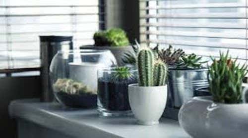 4 plantas que ayudarán a que la energía positiva fluya en tu casa