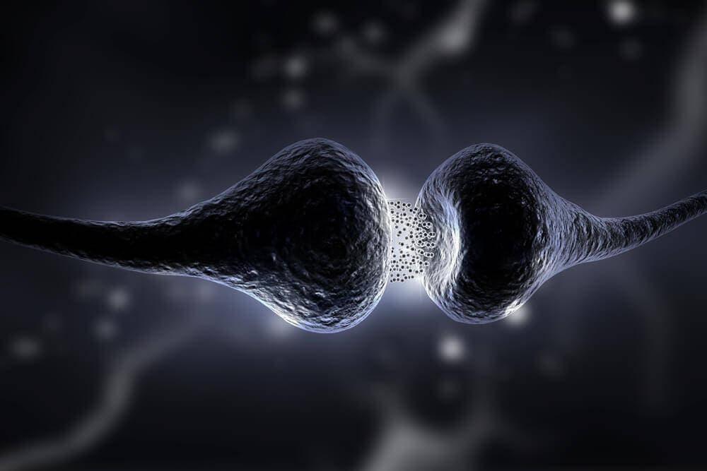Sinapsis liberando serotonina