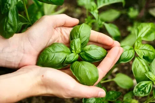 Albahaca