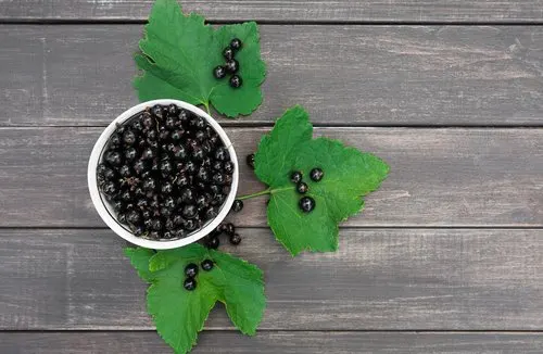 El grosellero negro es uno de los mejores antiinflamatorios naturales