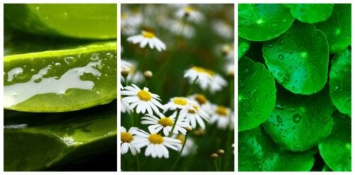 ¿Hay plantas que pueden curar y cicatrizar tus heridas?