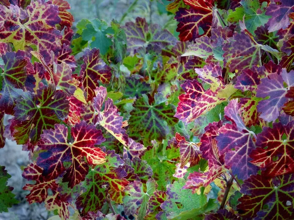 Vigne rouge
