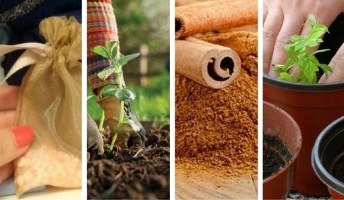 7 curiosos usos alternativos que le puedes dar a la canela