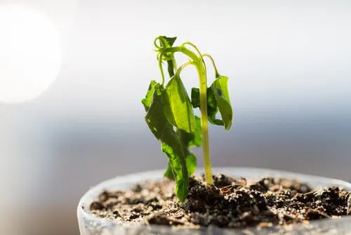 Cinnamon to grow plants