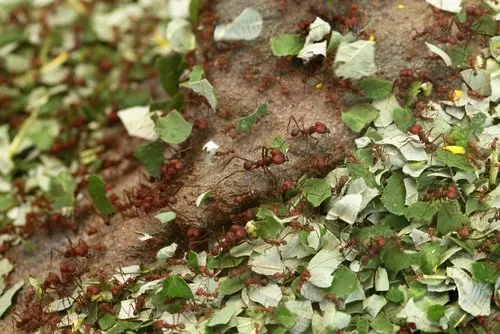 Cinnamon protects plants from insects