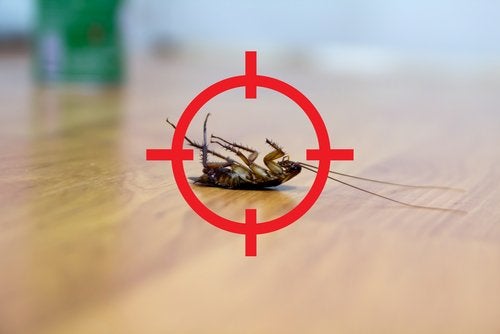 Cómo combatir las cucarachas sin matarlas