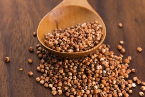 Sorgo