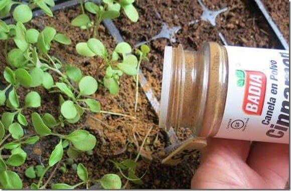 ¿Sabías lo que logras al ponerle canela a tus plantas?