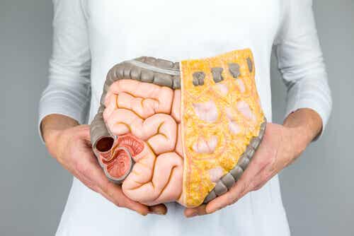 El colon es la parte más larga del intestino grueso.