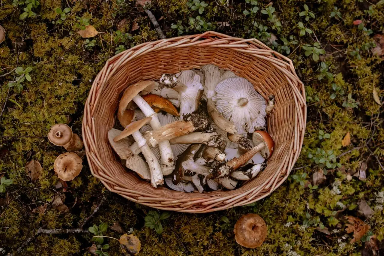 Mushrooms in a basket.