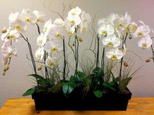 Orquídeas