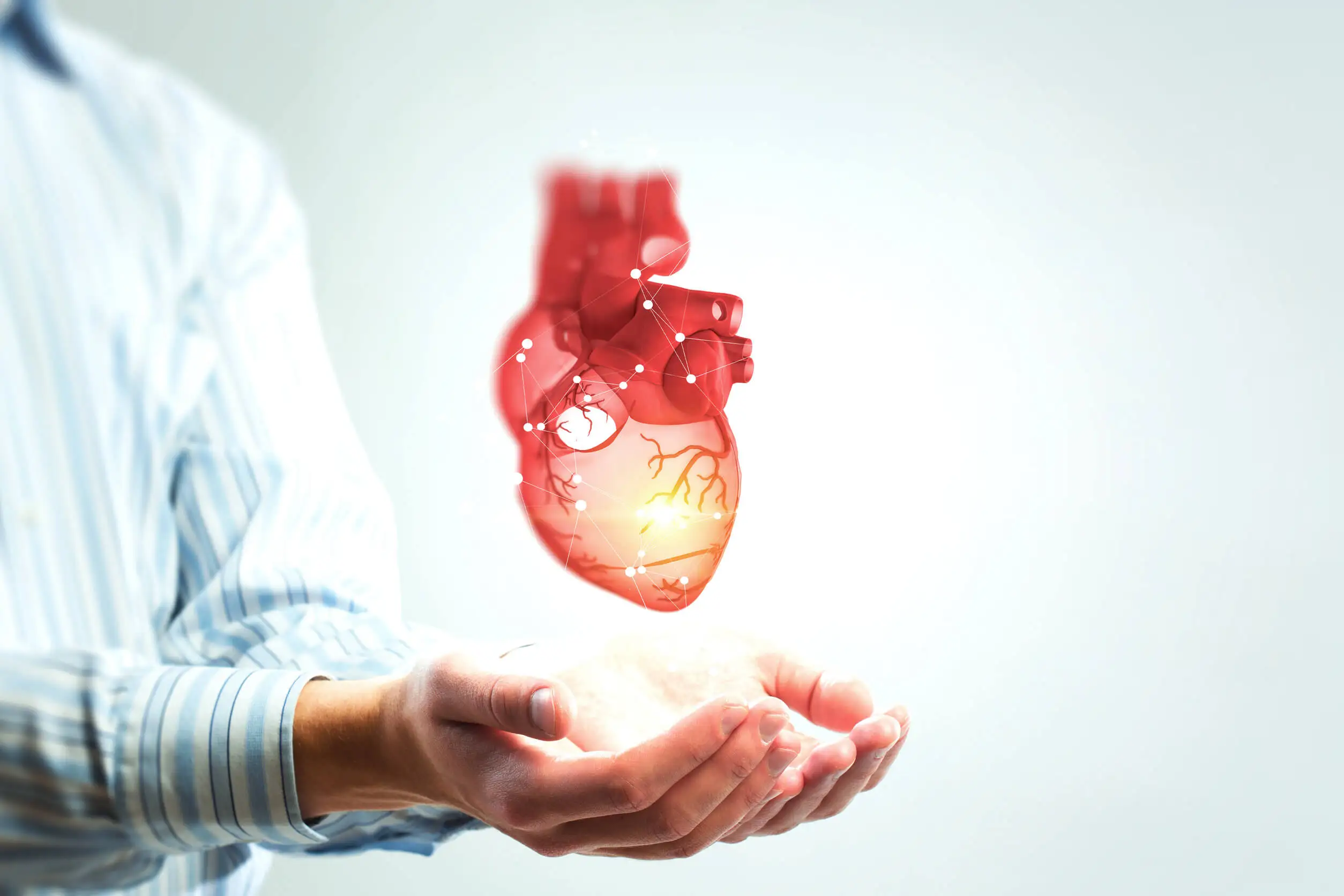 Corazón en manos de un médico.