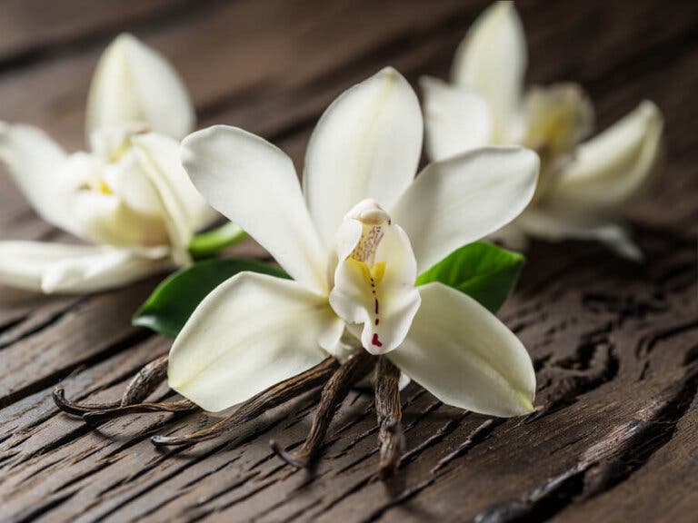 10 beneficios de la vainilla en tu salud