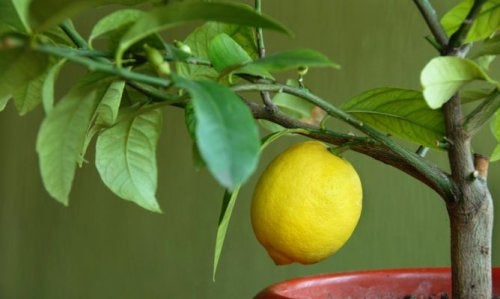 Limonero en casa