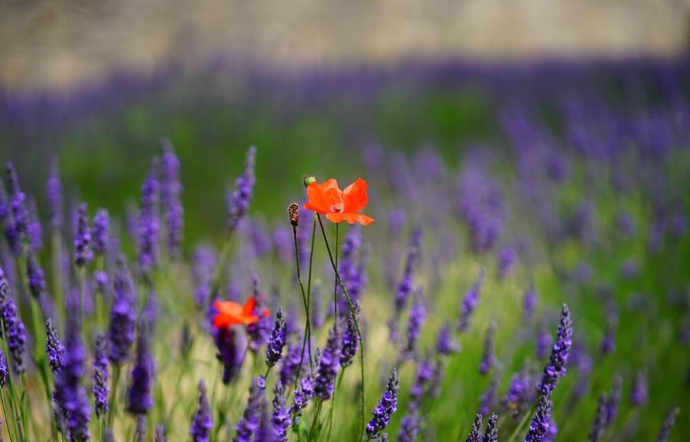 Flores naranja en un campo de lavanda.