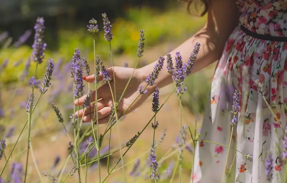 Lavanda en exteriores es una de las plantas cosméticas que puedes tener en tu jardín y en macetas.