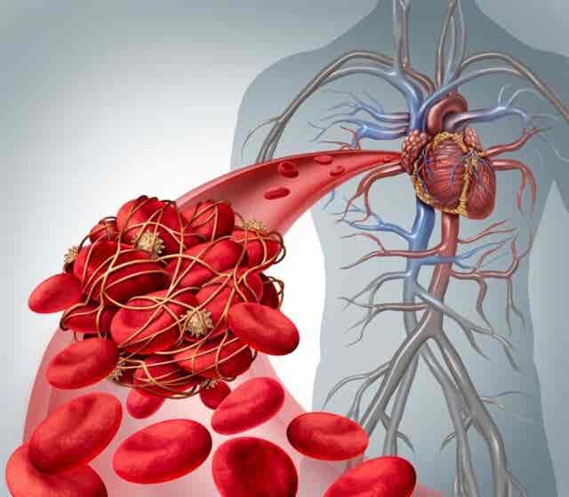 Imagen de vaso sanguíneo con globulos rojos 