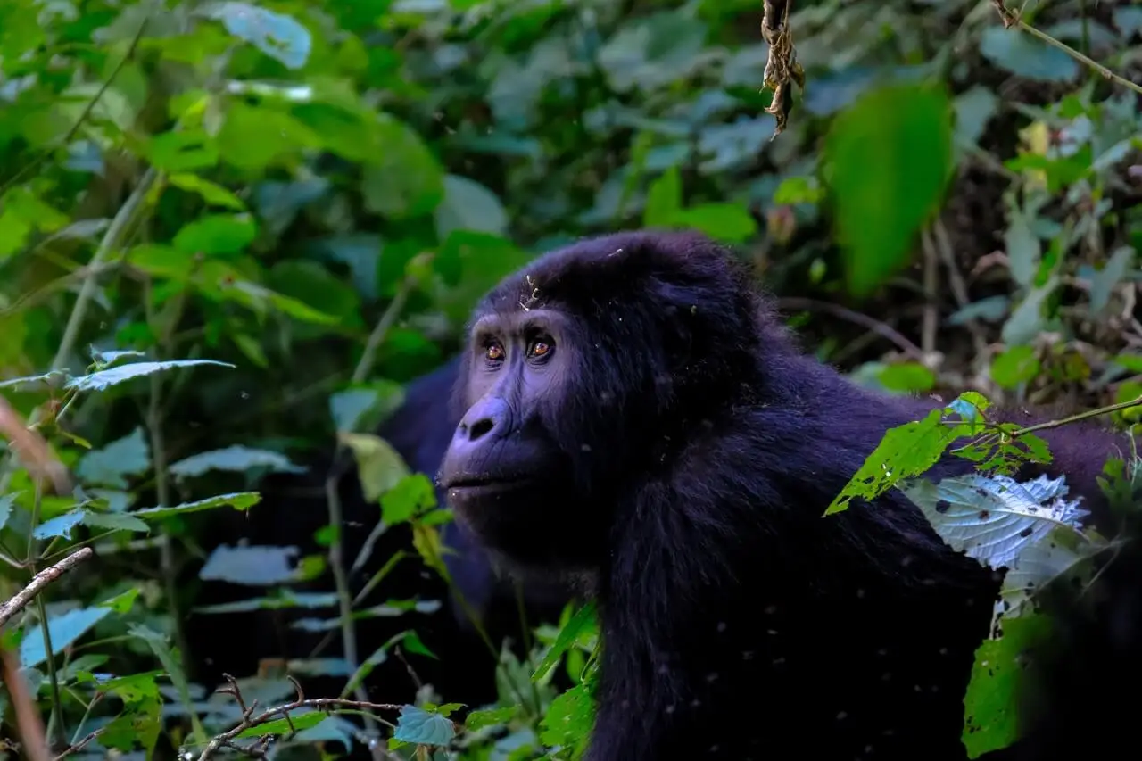 Virus du singe chez un primate.