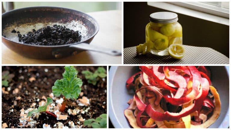 6 innovadoras formas de utilizar los residuos de tus alimentos
