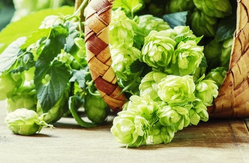 Flor de lúpulo para dormir mejor