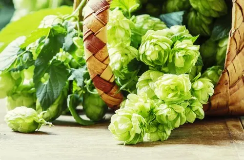 Flor de lúpulo para dormir mejor