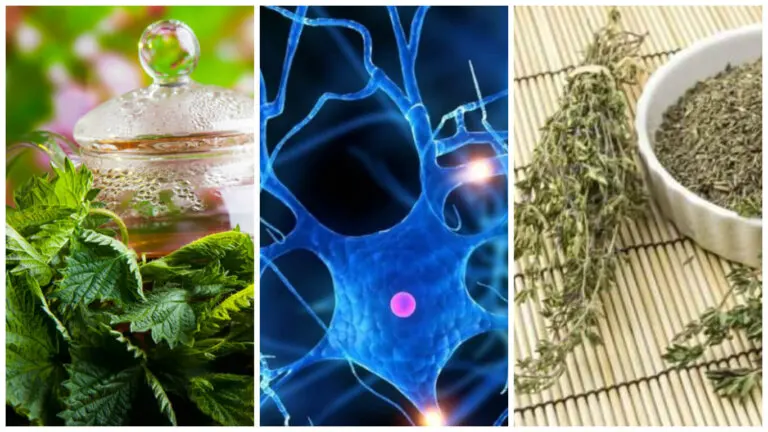 Las 7 mejores plantas medicinales para mejorar el rendimiento mental