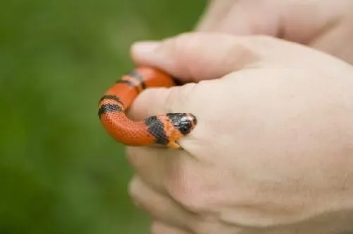 Mordedura de serpiente