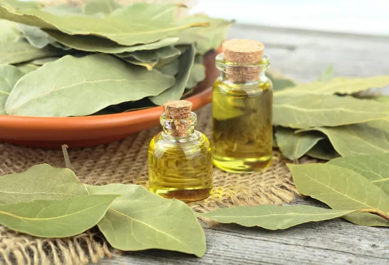 ¿Cómo hacer aceite de laurel en casa?