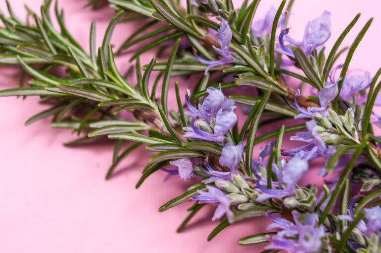 Plantas para dormir mejor