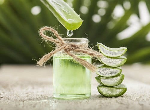 El aloe vera es muy efectivo para curar los moretones.